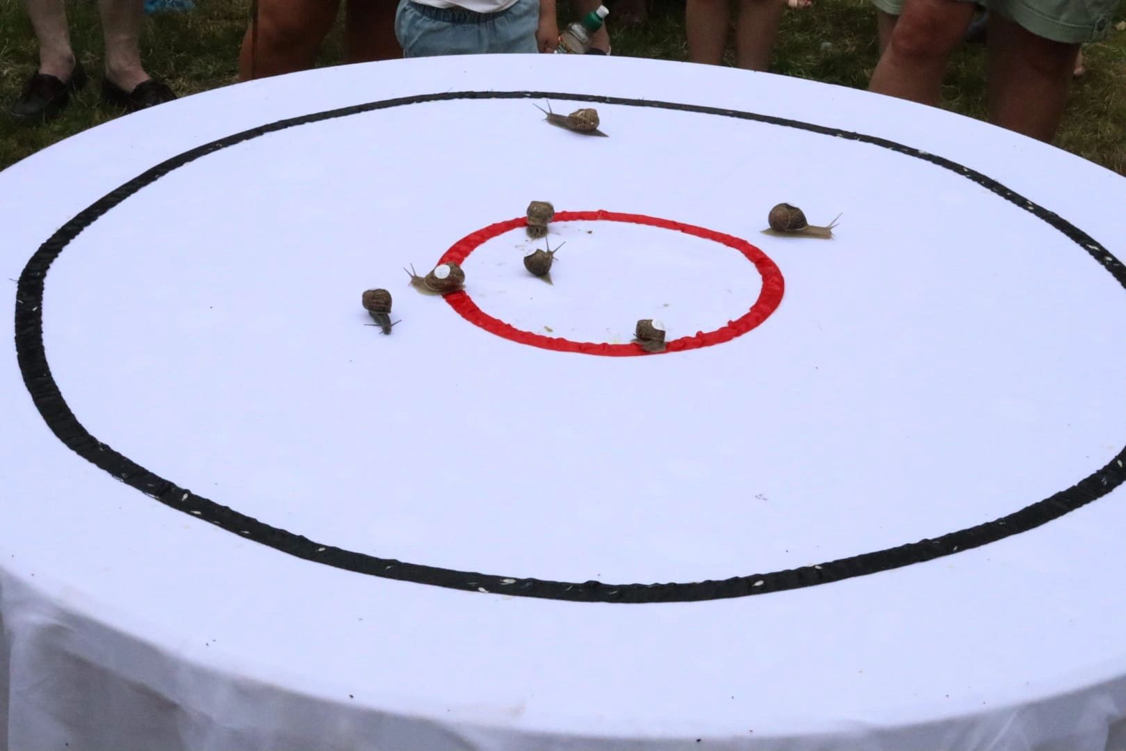 World Championship Snail Racing